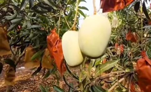 Karnataka Doctor Grows 30 Tonnes of Chemical-Free Kesar Mangoes on Rocky Land Using Israeli Technology